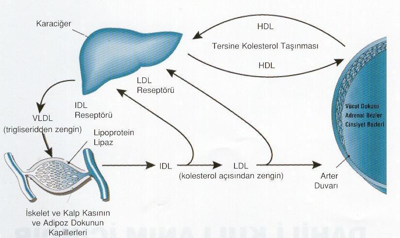 Kolesterol Kolesterol plazmada iki ayrı biçimde bulunur Serbest kolesterol ve Kolesterol esterleri Kolesterol iki kaynaktan