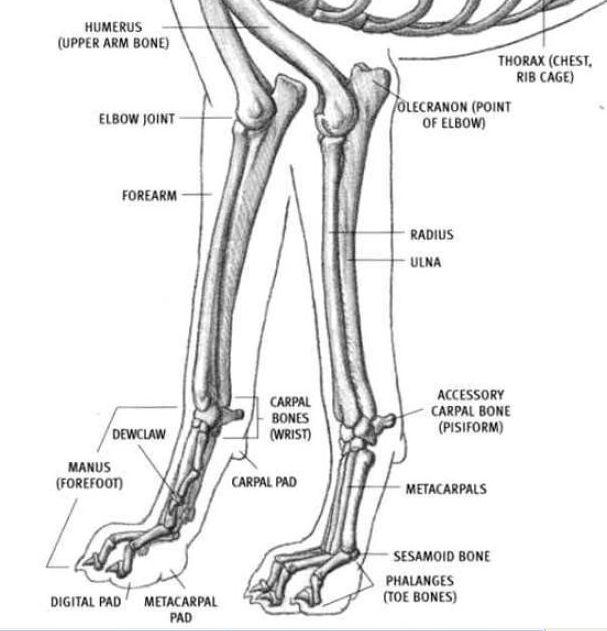 1 1. GĐRĐŞ 1.1. Anatomi 1.1.1. Antebrachium Antebrachium iki uzun kemikten oluşur (Şekil 1.1.).