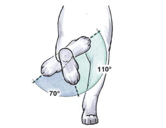 5 Şekil 1.3. Kedilerde ön ekstremitede gerçekleşen normal pronasyon ve supinasyon açıları (Montavon ve ark., 2009).