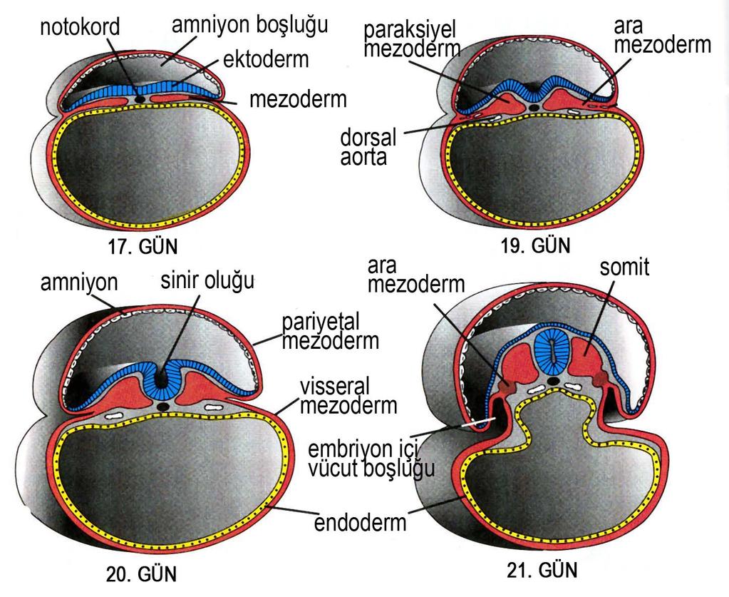 Mezodermin