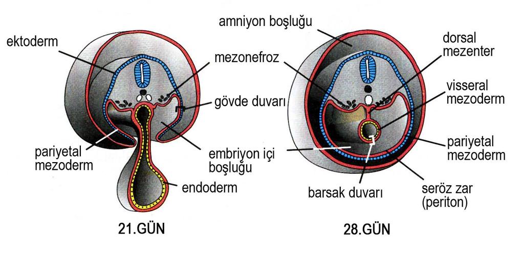 Pariyetal ve Visseral Mezoderm Her ikisi içeriden ve dışarıdan embriyon içi