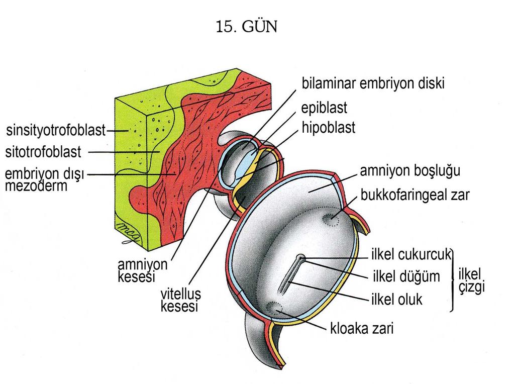 15. GÜN İlkel çizgi sayesinde ön-arka,