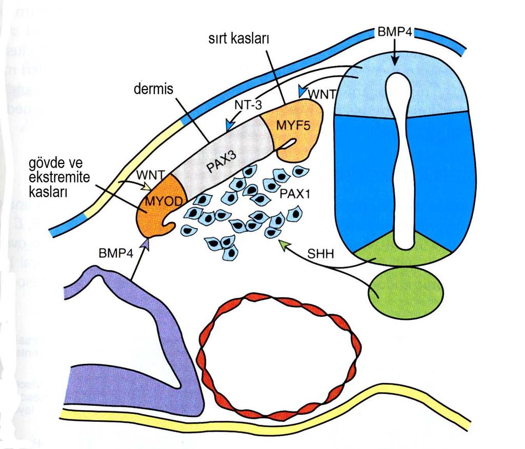 Somit farklanmasının düzenlenmesi Notokord Sinir