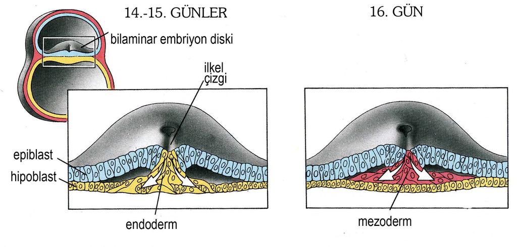 GASTRÜLASYON