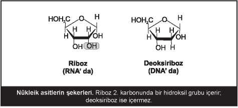 120 Pürin ve pirimidin bazları ile pentoz arasındaki bağ: β-n glikozidik bağ Pürin ve pirimidin