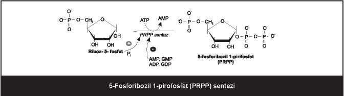 Đnsanda amfibolik ara maddelerden (amino asitler, riboz 5-fosfat, CO2 ve NH3) doku nükleik asitleri, ATP, NAD, FAD ve koenzim A nın yapısında bulunan pürin ve pirimidinler sentezlenir.