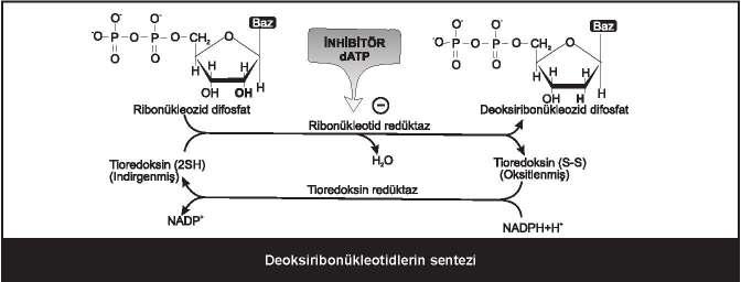 deoksi haline getiren enzim ve kofaktörü: ribonükleozid redüktaz ve kofaktörü tioredoksin Pürin analogları ve klinik önemi: 6-merkapto-pürin,