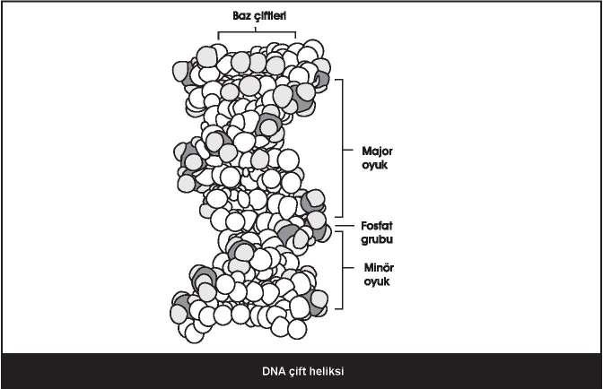 127 Denatürasyon: Alkali veya ısı DNA sarmallarının ayrılmasına yol açar fakat fosfodiester bağları koparmaz.