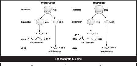 MtDNA bir kısım oksidatif fosforilasyon proteinlerini, 2 adet rrna ve 22 çeşit trna yı kodlar. Histon proteinleri ve nükleozom içermez.
