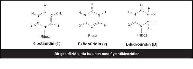 molekülleri reaksiyonların katalizörü olarak fonksiyon görürler; böylece RNA, proteinler gibi enzimatik aktiviteye sahip olabilir.