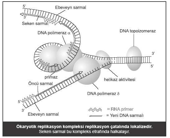 131 DNA sentezinde görev alan enzimlerin etki sırası: Helikaz Primaz (DNA bağımlı RNA polimeraz) DNA polimeraz Ribonükleaz (RNA primerleri kaldırır) DNA ligaz Ökaryotlarda DNA polimeraz çeşitleri: