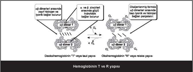 14 Hemoglobinin oksijene bağlanmasını etkileyen faktörler po2 ph pco2