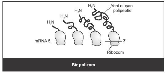 141 PROTEĐN SENTEZĐNĐN REGÜLASYONU Prokaryotlarda protein sentezinin regülasyonu başlıca transkripsiyonel düzeyde gerçekleşir ve bu regülasyonda operonlar olarak bilinen genetik birimler rol oynar.