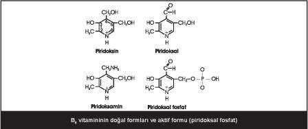 146 Piridoksal fosfatın (B6 vitamini) rol oynadığı reaksiyonlar: amino asitlerin transaminasyon, dekarboksilasyon ve deaminasyon reaksiyonları, ALA sentaz, sistationin sentaz ve sistationaz