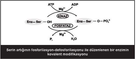 26 Kovalent fosforilasyon-defosforilasyon ile katalitik aktiviteleri değişen enzim örnekleri Enzim Aktivite durumu Düşük Yüksek Asetil KoA karboksilaz Glikojen sentaz Piruvat dehidrogenaz HMG-KoA