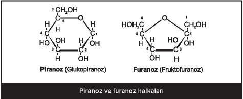 Glukoz-fruktoz Epimer: Sadece bir asimetrik karbonundaki hidroksil grubunun pozisyonunun farklı olduğu