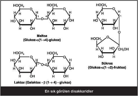 36 Glukuronik asit: Glukozun 6. karbonunun karboksilik asite oksidasyonu ile oluşur.