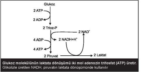 43 Bir mol glukozun beyinde asetil KoA ya kadar yıkımı sonunda net ATP kazancı ne kadardır? 12 mol ATP Glikolizde stoplazmada üretilen NADH lar mitokondriye ne şekilde geçer?