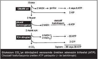 elde edilen ATP miktarı Metabolik yol Reaksiyonu katalizleyen enzim ATP üretim yeri Oluşan ATP (mol) Glikoliz Sitrik asit döngüsü Gliseraldehid 3-P dehidrogenaz 2 NADH nın solunum zincirinde