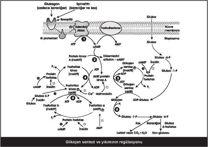 50 Glikojen depo hastalıkları Tip Etkilenen Enzim Özellikleri I Glukoz 6-fosfataz (von Gierke hastalığı) Karaciğer ve renal tübül hücreleri glikojenle doludur.