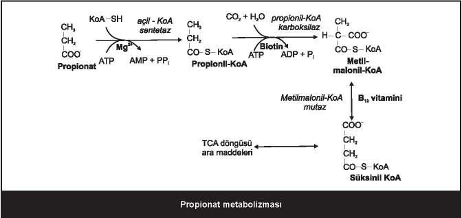 54 Đnorganik fosfatın organik bir molekülün yapısına enzimatik olarak katılımı hangi metabolik yollarda gözlenir?