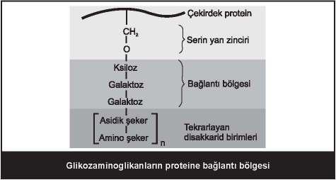 GAG: heparin Hücre yüzeyinin bileşeni olan ve lipoprotein lipazı bağlayan GAG: heparan sülfat