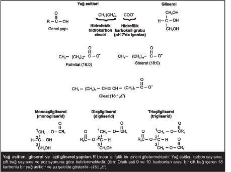 68 3. Lipid prekürsörleri ve türevleri: a. Lipid prekürsörleri: Yağ asitleri, gliserol, steroidler, gliserol ve sterollere ilave olarak diğer alkoller, yağ aldehidleri b.