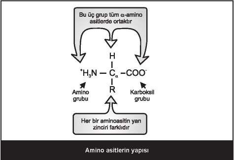 7 Tiyo-eter bağı içeren amino asit: metionin Polar amino asitler ve özellikleri: asidik (amid formları dahil) ve bazik amino asitler, hidroksil grubu içerenler