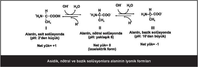 8 Bir amino asitin izoelektrik noktası (pi) nedir ve nasıl hesaplanır?