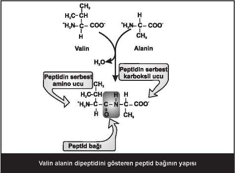 bazik amino asitlerde amino gruplarının pk değeri toplanıp ikiye bölünür.