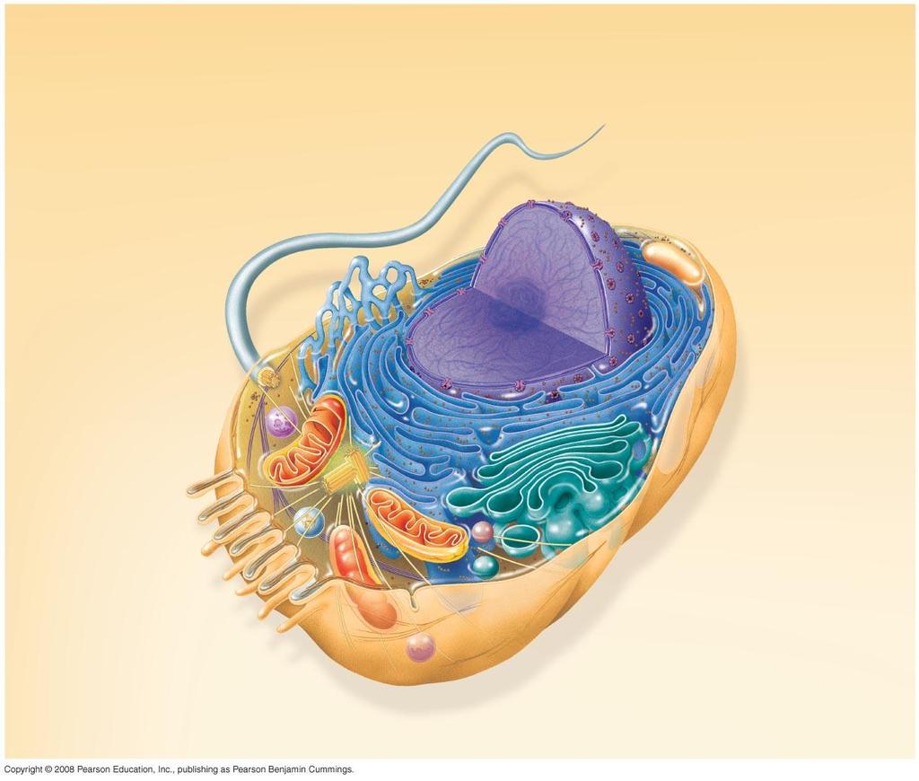 Fig. 6-9a ENDOPLASMIC RETICULUM (ER) Rough ER Smooth ER Flagellum Nuclear envelope Nucleolus Chromatin NUCLEUS Centrosome Plasma membrane