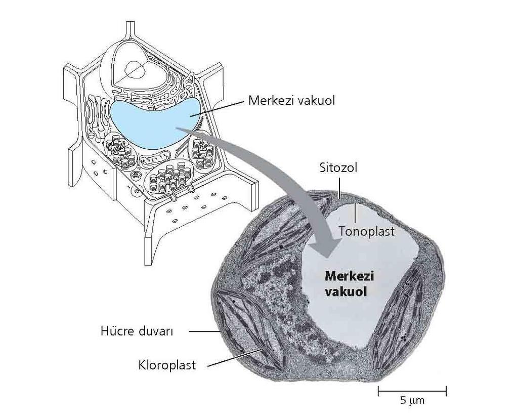 Vakuol Besin vakuolu Kontraktil vakuol Vakuol/Vezikül Bitkide