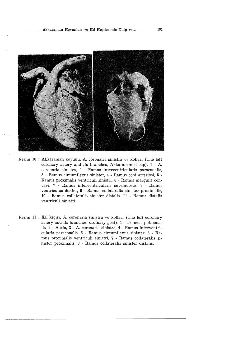 Akkarııman Koyunları ve Kıl Keçilerinde Kalp ve... 191 H.esim 10 Akkaraman koyunu, A. coronaria sinistra ve kolları (The left coronary artery and i ts branches,.a:kkaraman sheep). ı - A.