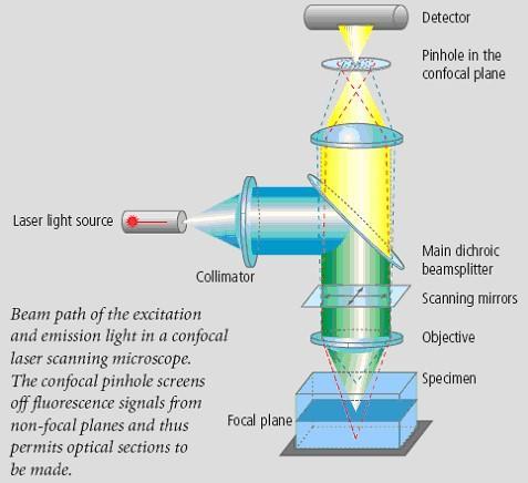 Floresan mikroskop görüntüsünün iyileştirilmesi konfokal mikroskop Konfokal Mikroskobi Aradaki fark ; ışık kaynağı cıva lambası yerine lazer kullanımı Tarayıcı aynalarıyla iletilen