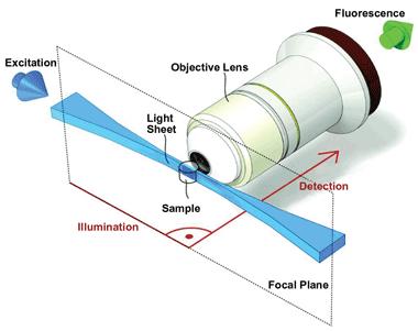 Light Sheet Floresan Mikroskobi Dokuları gözlemlemek ve optik olarak kesit alabilmek için bir ışık düzlemi kullanan bir mikroskop