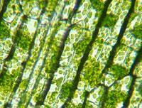 Fotosentez Kloroplastlarda Oluşur Temel olarak bitki düzeyinde, fotosentez yaprakta oluşur.