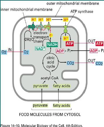 Matriks içinde; purivat, amino asit ve yağ asitlerinin metabolizasyonu sonucu oluşan