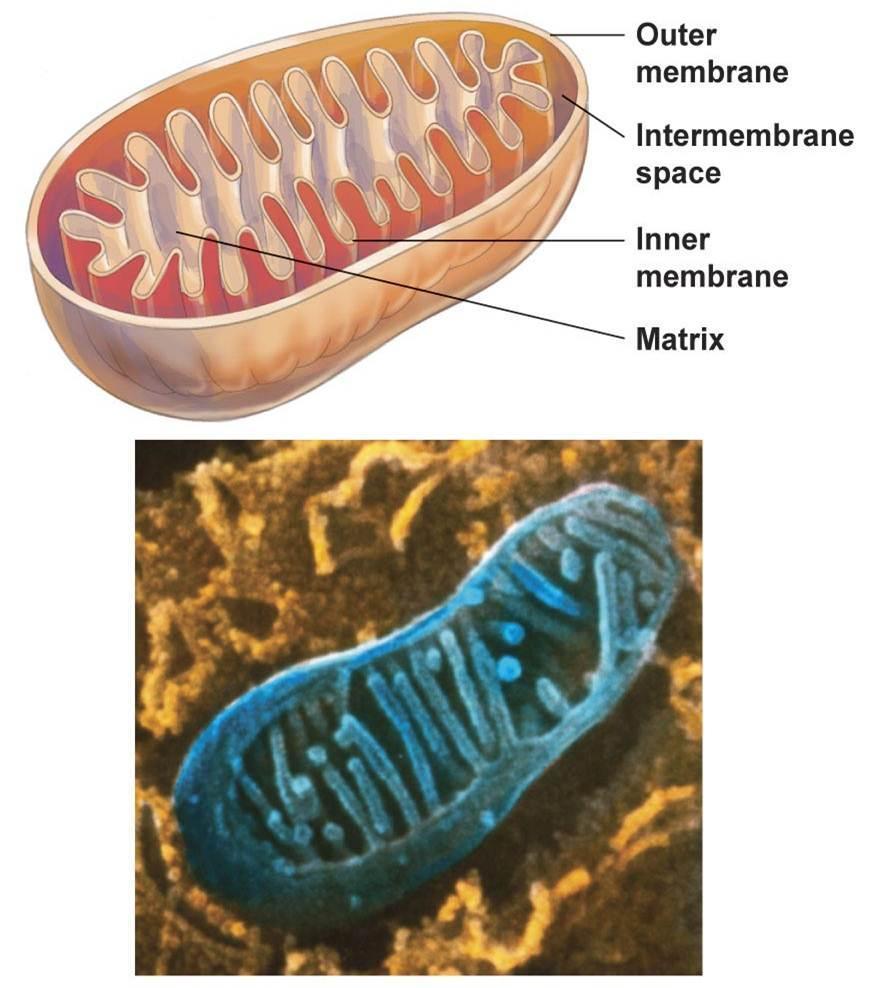 Mitokondri, ökaryotik