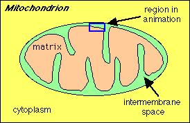 Mitokondri Animasyon bölges