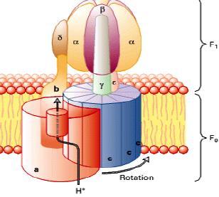 ATP sentetaz Fo vef1 altbiriminden oluşur; Matrikse yollanan 4 protona karşı 1 ATP sentezlenir Fo iç membrana gömülüdür ve matriksteki F1 ile etkileşir.