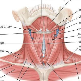 M. Sternocleidomastoideus Sternumun üst parçası,