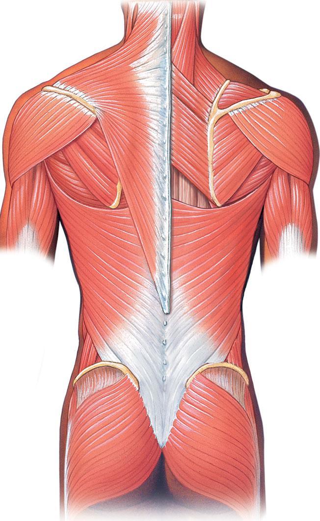 M. Latissimus dorsi Os coxae, sacrum, lumbal vertebralar ile son 6 thoracal omur ve son 3 costae kemiğinden başlayan bu kas, koltuk altı çukurunun arka