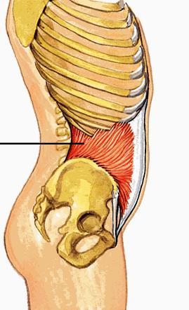 M. Obliquus internus (İç çapraz karın kası) Dış çapraz karın kasının altında bulunur. Lifleri, bu kasın tam çaprazı şeklinde yerleşmiştir.