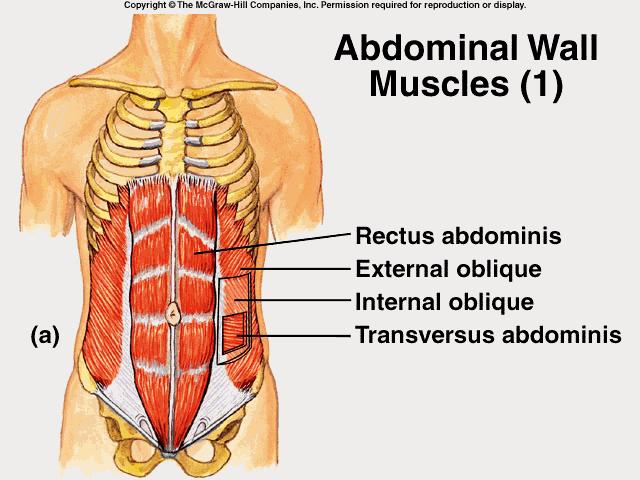 Abdominal