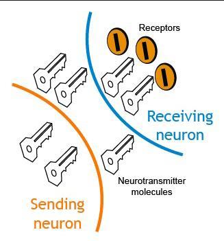 Sinaptik iletim Nörotransmitter ve reseptör ilişkisi -