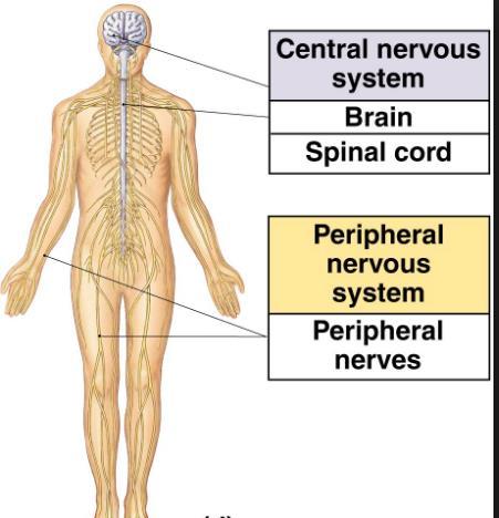 MERKEZİ VE ÇEVRESEL SİNİR SİSTEMİ Sinir sistemi 2 bölüme
