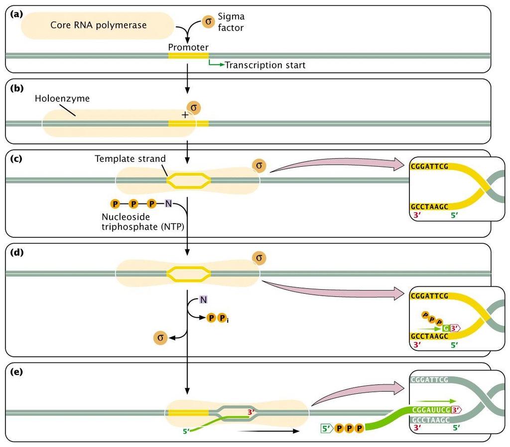 Prokaryotik transkripsiyon, uzama Core RNA polimeraz sigma faktör