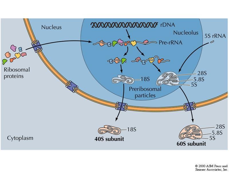 rrna