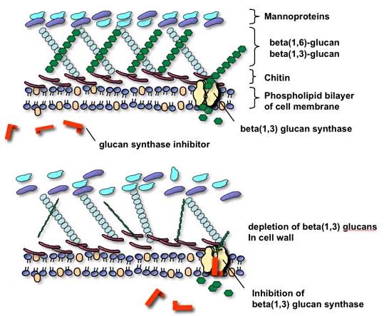 Glukan sentez inhibitörleri hücre duvarı sentezini etkiyenler Bu ilaçlar 1,3-β-glukan sentaz enzimini inhibe ederler.