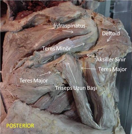 Anterior, orta ve posterior parçası vardır. Anterior kısım; origosu 1/3 dış klavikula anterior ve süperiorundan ve akromion anteriorundan başlar. Orta kısmı; ise akromionun lateralinden başlar.